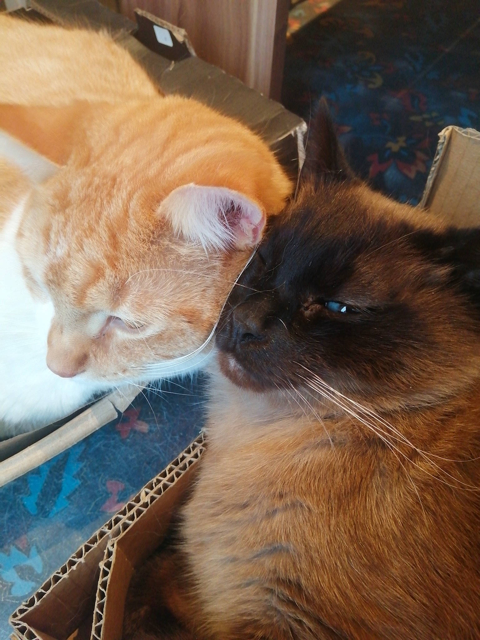 Louis participe au concours pour gagner de l'argent avec cette photo : carnivore, cat, claw, collar, comfort, domestic_short_haired_cat, fawn, felidae, flooring, fur, mammal, paw, siamese, small_to_medium_sized_cats, snout, tail, thai, whiskers, window, wood