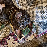 Bear joined the competition — help win amazing prizes! dog, sleeping, resting, upside_down, brown_fur, black_fur, short_hair, collar, chain_collar, closed_eyes, nose, ears, blanket, quilt, patchwork, bed, cozy, indoor, carpet, portrait