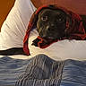 Bear is registered to the contest to win money with this photo: dog, black_dog, pet, animal, bed, bedroom, blanket, pillow, sleeping, lying_down, cozy, indoors, portrait, close_up, dark_fur, eyes, snout, paws, bedding, relaxing