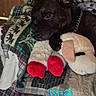 Bear joined the competition — help win amazing prizes! dog, puppy, black_dog, pet, animal, plush_toy, teddy_bear, cuddling, sleeping, lying_down, bed, blanket, quilt, red_paws, chain_collar, indoors, bedroom, cozy, portrait, text_overlay
