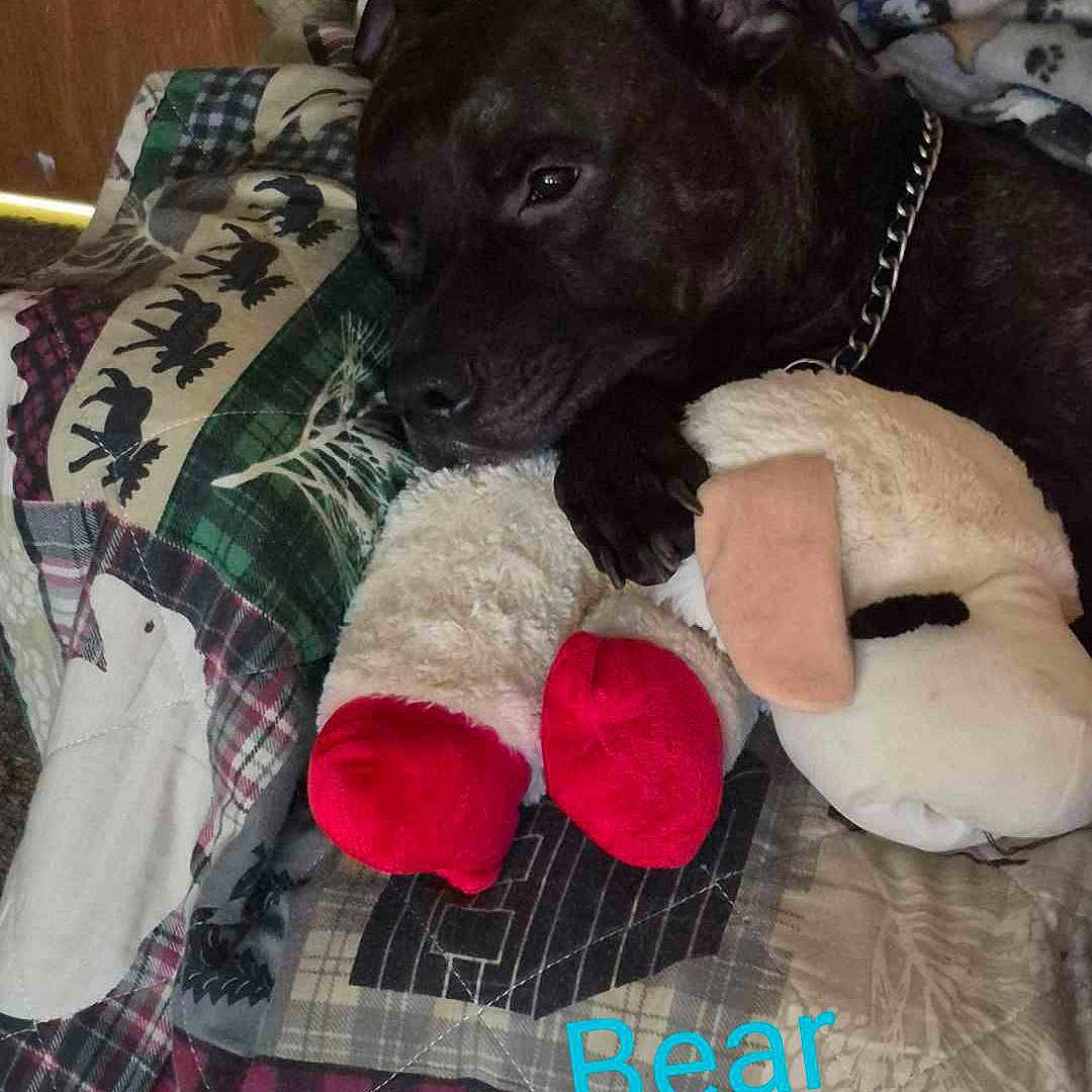 Bear joined the competition — help win amazing prizes! dog, puppy, black_dog, pet, animal, plush_toy, teddy_bear, cuddling, sleeping, lying_down, bed, blanket, quilt, red_paws, chain_collar, indoors, bedroom, cozy, portrait, text_overlay
