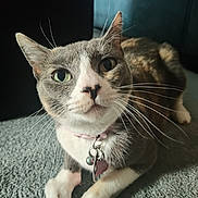 Kallie joined the competition — help win amazing prizes! cat, pet, indoor, close_up, whiskers, collar, tag, carpet, feline, cute, animal, domestic, fur, ears, paws, face, curious, relaxed, home, mammal