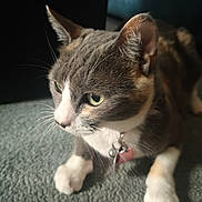 Kallie joined the competition — help win amazing prizes! cat, pet, close_up, fur, whiskers, collar, indoor, curious, animal, feline, ears, paws, tag, bell, gray_fur, white_fur, orange_fur, texture, soft_light, portrait
