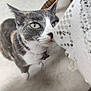 cat, gray_cat, white_cat, indoor, lace, tablecloth, curious, whiskers, closeup, floor, furniture, pet, domestic_animal, collar, green_eyes, texture, sniffing, soft_light, cozy, home