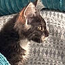 Baudelaire a rejoint le concours — aidez-le/la à gagner de superbes lots ! cat, feline, fur, ears, whiskers, side_profile, pet, domestic_animal, cozy, blanket, couch, indoor, texture, teal, gray, light, shadow, animal, portrait, resting