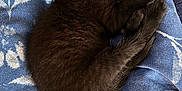 Anubis participe au concours pour gagner de l'argent avec cette photo : animal, black_cat, blanket, blue, close_up, cozy, curled_up, cute, domestic_cat, fabric, floral_pattern, fluffy, fur, indoor, kitten, paw, pet, relaxation, resting, sleeping