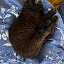 animal, black_cat, blanket, blue, close_up, cozy, curled_up, cute, domestic_cat, fabric, floral_pattern, fluffy, fur, indoor, kitten, paw, pet, relaxation, resting, sleeping