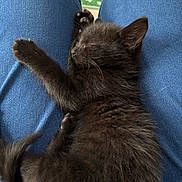 Anubis participe au concours pour gagner de l'argent avec cette photo : adorable, animal, black_cat, blue_jeans, comfort, companion, cozy, cute, feline, furry, indoor, kitten, lap, paw, pet, relaxed, resting, sleeping, whiskers, young_cat