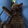 adorable, animal, black_cat, blue_jeans, comfort, companion, cozy, cute, feline, furry, indoor, kitten, lap, paw, pet, relaxed, resting, sleeping, whiskers, young_cat