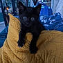 Anubis a rejoint le concours — aidez-le/la à gagner de superbes lots ! animal, black_cat, blue_bag, cabinet, claws, cozy, curtain, cushion, cute, floor, furniture, furry, glassware, home, indoor, kitten, pet, quilt, small, yellow