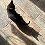 Anubis participe au concours pour gagner de l'argent avec cette photo : animal, black_cat, cute, domestic_cat, feline, floor_tiles, fur, indoor, kitten, pet, playful, quiet, shadow, side_view, small, sunbeam, sunlight, tail, wooden_floor, young_cat