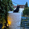 Anubis a rejoint le concours — aidez-le/la à gagner de superbes lots ! black_cat, cat, planter, balcony, plants, ivy, string_lights, decorative_pot, outdoor, evening, sky, house, roof, tree, flowering_plants, fence, greenery, nature, pet, animal