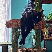 Anubis participe au concours pour gagner de l'argent avec cette photo : black_cat, cat_tree, indoor, window, curtains, plant, greenery, pet, feline, relaxed, playful, collar, toy, sunlight, home, animal, fur, whiskers, ears, living_room