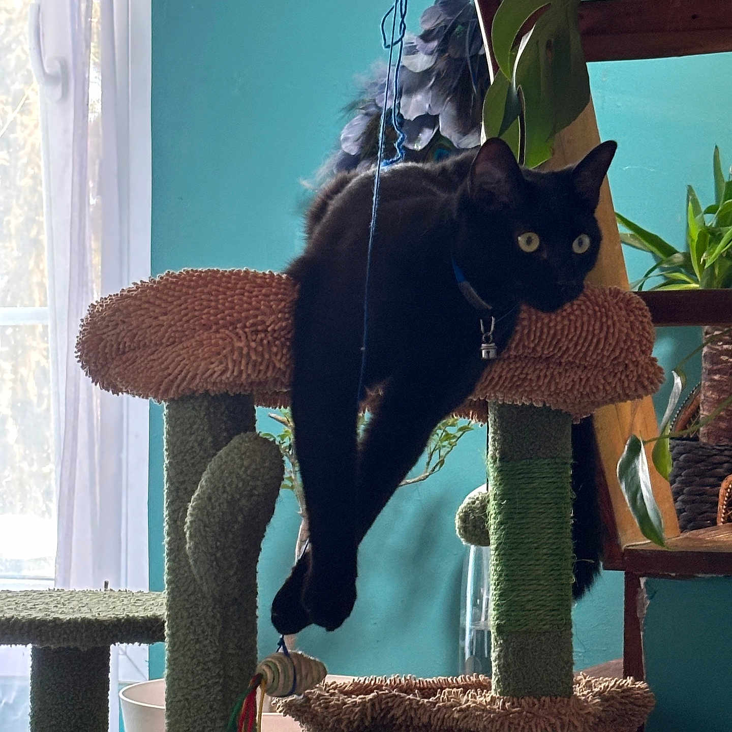 Anubis