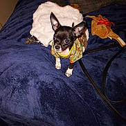 Little Missy joined the competition — help win amazing prizes! dog, chihuahua, small_dog, pet, blanket, plush_toy, bed, indoor, clothing, sweater, ears, alert, cute, animal, furry, leash, floor, wooden_floor, toy, cozy