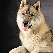 Velkha participe au concours pour gagner de l'argent avec cette photo : animal, calm, canine, close_up, cute, dog, ears, fluffy, friendly, fur, gray_background, indoor, looking_at_camera, muzzle, paws, pet, portrait, resting, studio, tongue