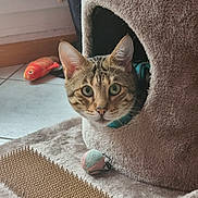 Ulysse a rejoint le concours — aidez-le/la à gagner de superbes lots ! cat, cat_house, toy, fish_toy, ball, rug, tile_floor, window, curious, pet, indoor, feline, cozy, ears, fur, whiskers, green_eyes, home, animal, playful