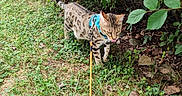 Ulysse a rejoint le concours — aidez-le/la à gagner de superbes lots ! cat, animal, pet, leash, harness, grass, greenery, outdoor, nature, bush, leaves, walking, exploring, spotted, feline, tongue_out, daylight, path, ground, curious