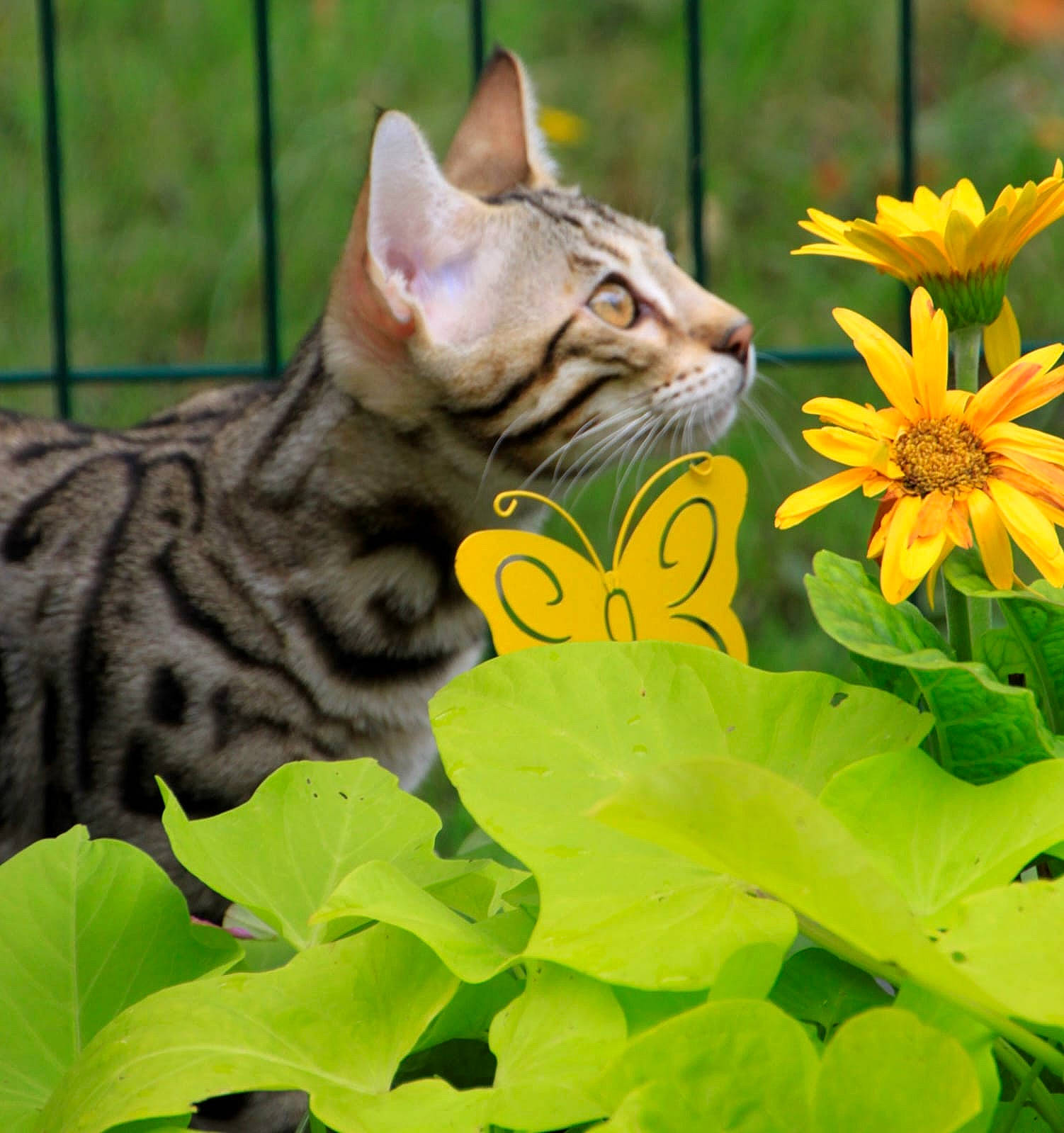Ulysse participe au concours pour gagner de l'argent avec cette photo : annual_plant, carnivore, cat, close_up, domestic_short_haired_cat, fawn, felidae, flower, grass, groundcover, lawn_ornament, organism, petal, plant, small_to_medium_sized_cats, snout, tail, terrestrial_animal, whiskers, wildlife