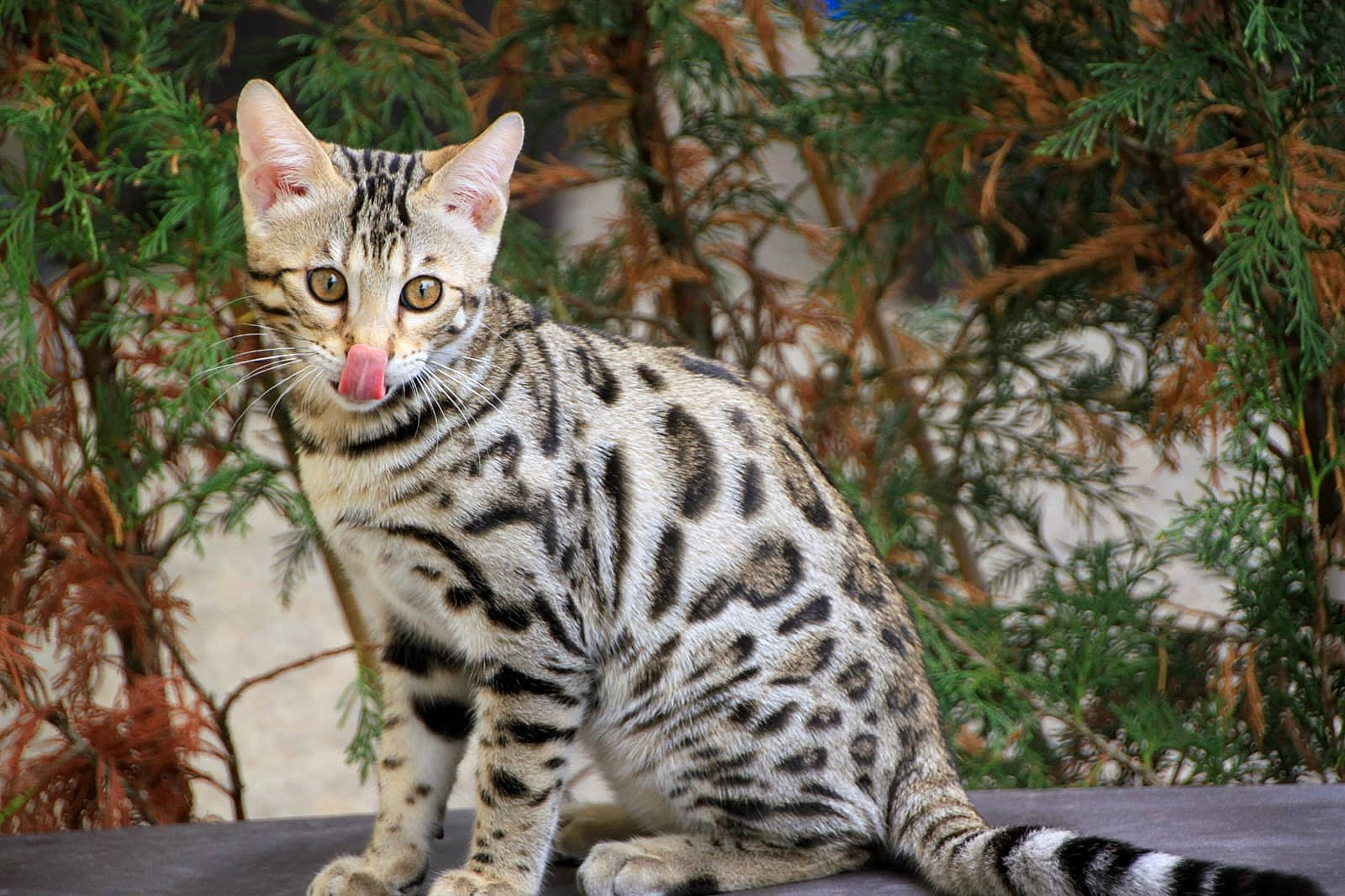 Ulysse participe au concours pour gagner de l'argent avec cette photo : carnivore, cat, felidae, fur, grass, plant, small_to_medium_sized_cats, snout, tail, terrestrial_animal, tree, twig, whiskers, wildlife