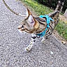 Ulysse a rejoint le concours — aidez-le/la à gagner de superbes lots ! cat, tabby, harness, leash, sidewalk, grass, outdoor, pet, animal, walking, curious, tail, nature, daylight, closeup, motion_blur, feline, striped, walking_pet, greenery