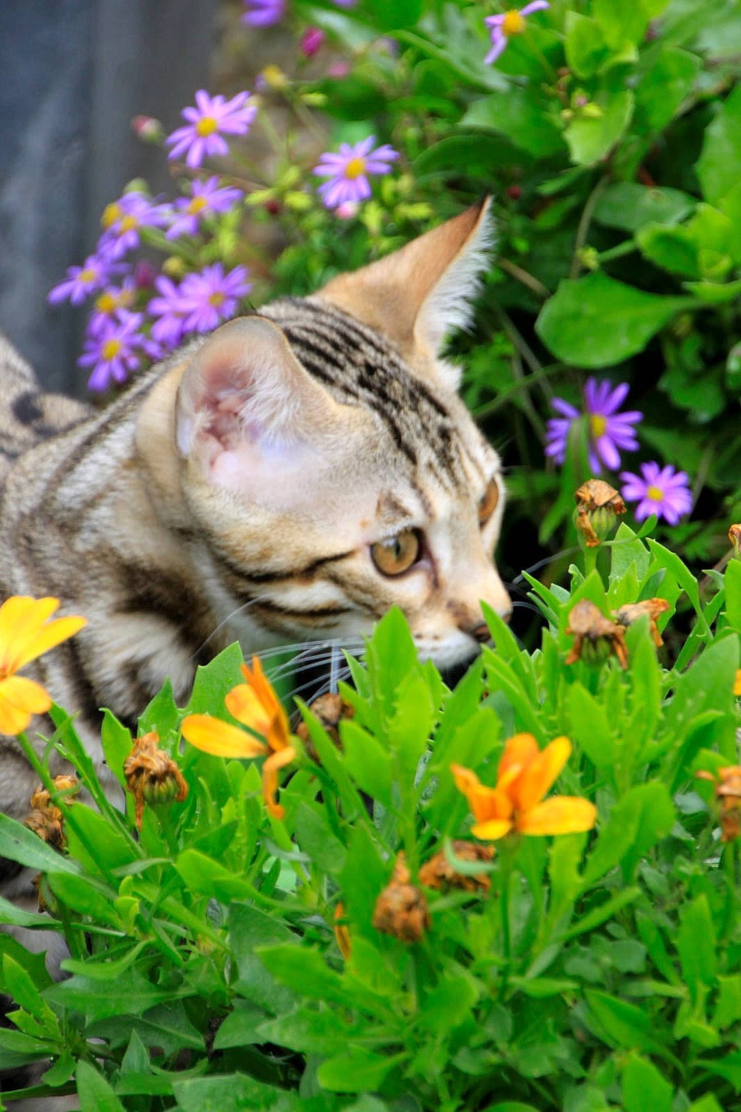 Ulysse a rejoint le concours — aidez-le/la à gagner de superbes lots ! botany, carnivore, cat, fawn, felidae, flower, flowering_plant, grass, grass_family, groundcover, herbaceous_plant, lawn, leaf, petal, plant, shrub, small_to_medium_sized_cats, vegetation, vertebrate, whiskers