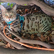 Ulysse participe au concours pour gagner de l'argent avec cette photo : cat, spotted_cat, green_eyes, tree_branches, dry_leaves, harness, leash, outdoor, nature, animal, pet, curious, resting, feline, wild_pattern, close_up, daylight, ground, adventure, alert