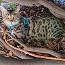 adventure, alert, animal, cat, close_up, curious, daylight, dry_leaves, feline, green_eyes, ground, harness, leash, nature, outdoor, pet, resting, spotted_cat, tree_branches, wild_pattern