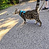 Ulysse a rejoint le concours — aidez-le/la à gagner de superbes lots ! animal, brick_wall, cat, domestic_cat, footwear, greenery, harness, leash, outdoor, pavement, person, pet, sandals, shadow, sidewalk, spotted, striped, sunlight, tail, walking
