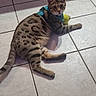 Ulysse participe au concours pour gagner de l'argent avec cette photo : animal, bengal_cat, cat, ears, green_toy, home, indoor, lying_down, paws, pet, portrait, relaxed, shadow, spotted_fur, striped_fur, sunlight, tail, tile_floor, turquoise_harness, whiskers