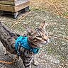 Ulysse participe au concours pour gagner de l'argent avec cette photo : animal, blue_harness, cat, garden, grass, green_eyes, harness, leash, looking_up, orange_leash, outdoor, patio, paving_stones, pet, portrait, standing, striped_fur, tabby, whiskers, wooden_planter