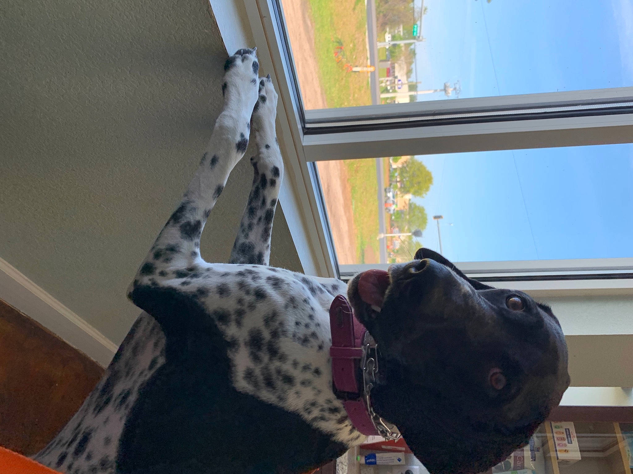 Piper joined the competition — help win amazing prizes! bag, carmine, carnivore, daylighting, dog, fashion_accessory, glass, luggage_and_bags, pattern, personal_protective_equipment, room, shade, sky, snout, tints_and_shades, tree, window, window_covering, window_treatment, wood