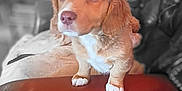Bruno is registered to the contest to win money with this photo: adorable, animal, armrest, blurred_background, brown_fur, cute, dog, domestic_animal, fur, furniture, indoor, leather, looking_up, pet, portrait, puppy, sitting, small, white_paws, young_dog