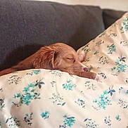 Bruno joined the competition — help win amazing prizes! animal, blanket, brown_dog, comfort, couch, cozy, cute, dog, floral_pattern, fur, home, indoor, nap, peaceful, pet, quiet, relaxation, rest, sleeping, soft