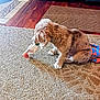 Bruno is registered to the contest to win money with this photo: animal, bottle, brown, carpet, curious, cute, dog, domestic, floor, fur, indoor, pet, playful, puppy, sniffing, texture, tile_floor, toy, wood_floor, young_dog
