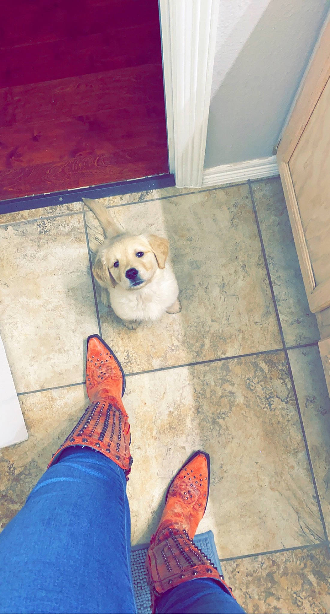 Kevin is registered to the contest to win money with this photo: canidae, carnivore, companion_dog, denim, dog, dog_breed, dog_supply, floor, flooring, foot, human_leg, leg, outdoor_shoe, shoe, sporting_group, tan, tile, tile_flooring, walking_shoe, working_animal