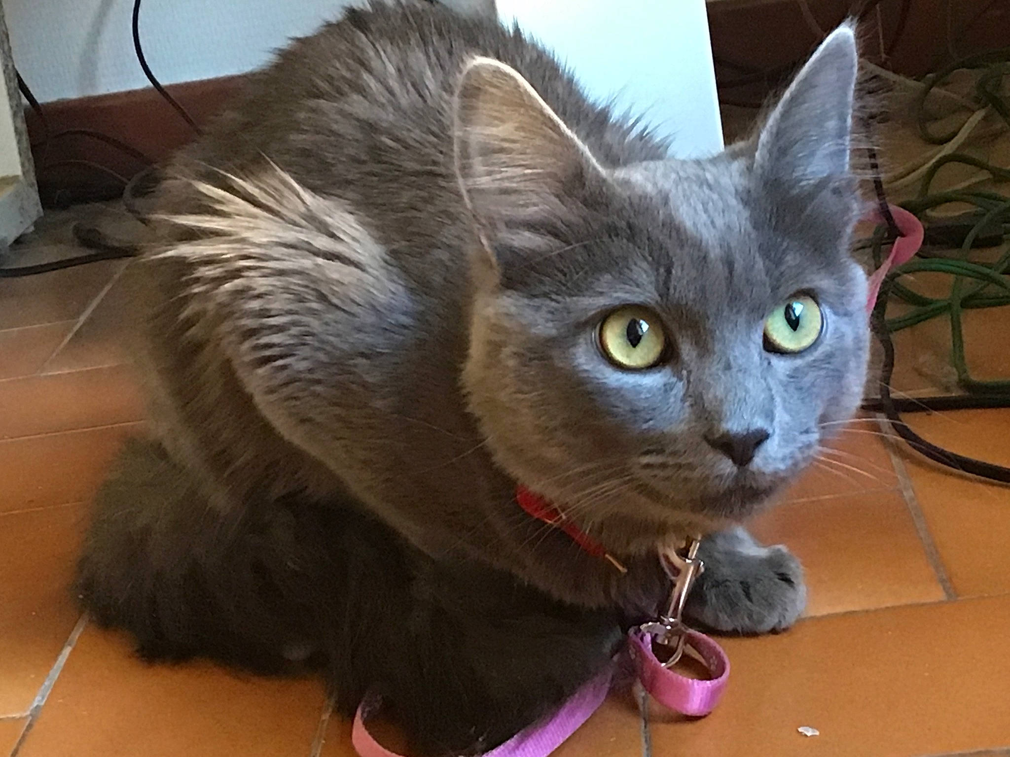 Trixie participe au concours pour gagner de l'argent avec cette photo : carnivore, cat, chartreux, domestic_short_haired_cat, eye, fawn, felidae, flooring, fur, grey, hardwood, paw, russian_blue, small_to_medium_sized_cats, snout, tail, whiskers