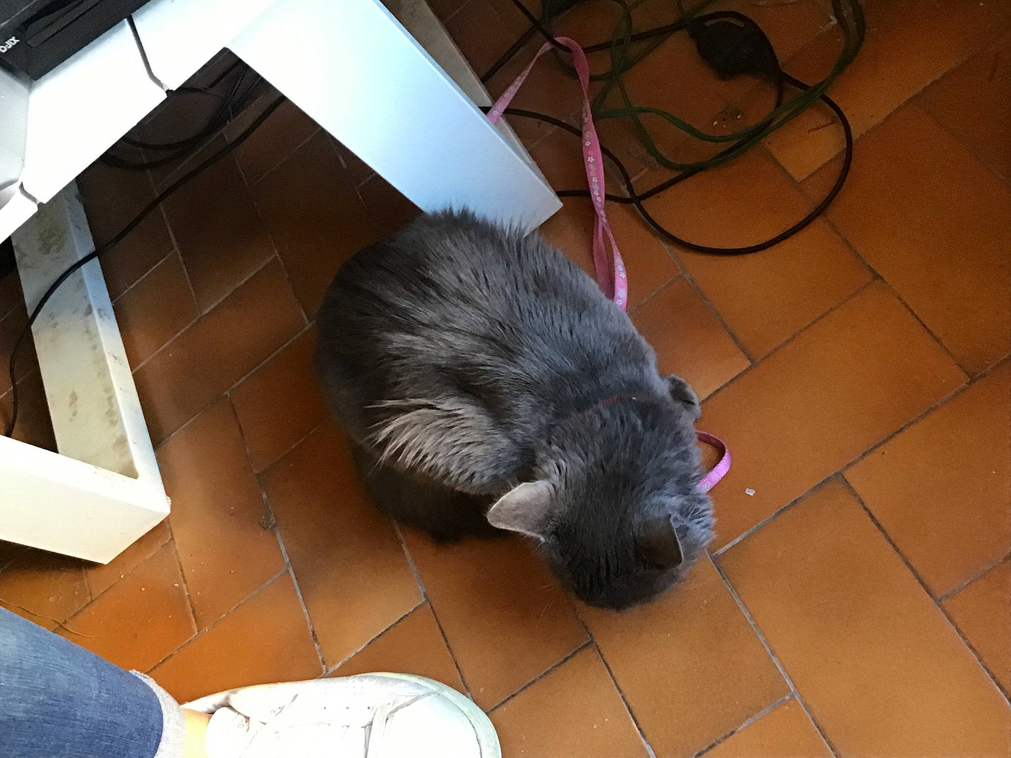 Trixie participe au concours pour gagner de l'argent avec cette photo : canidae, carnivore, claw, comfort, companion_dog, dog_breed, felidae, floor, flooring, foot, fur, hardwood, paw, small_to_medium_sized_cats, snout, sporting_group, tail, terrestrial_animal, whiskers, wood