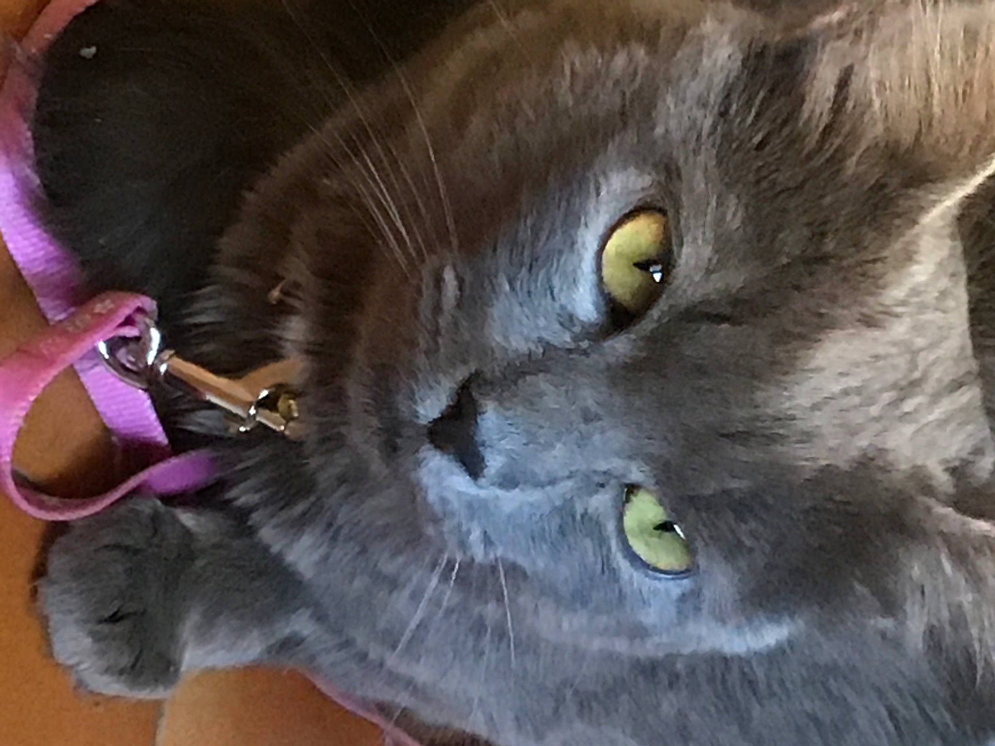 Trixie participe au concours pour gagner de l'argent avec cette photo : british_longhair, carnivore, cat, domestic_short_haired_cat, ear, felidae, fur, grey, russian_blue, small_to_medium_sized_cats, snout, whiskers