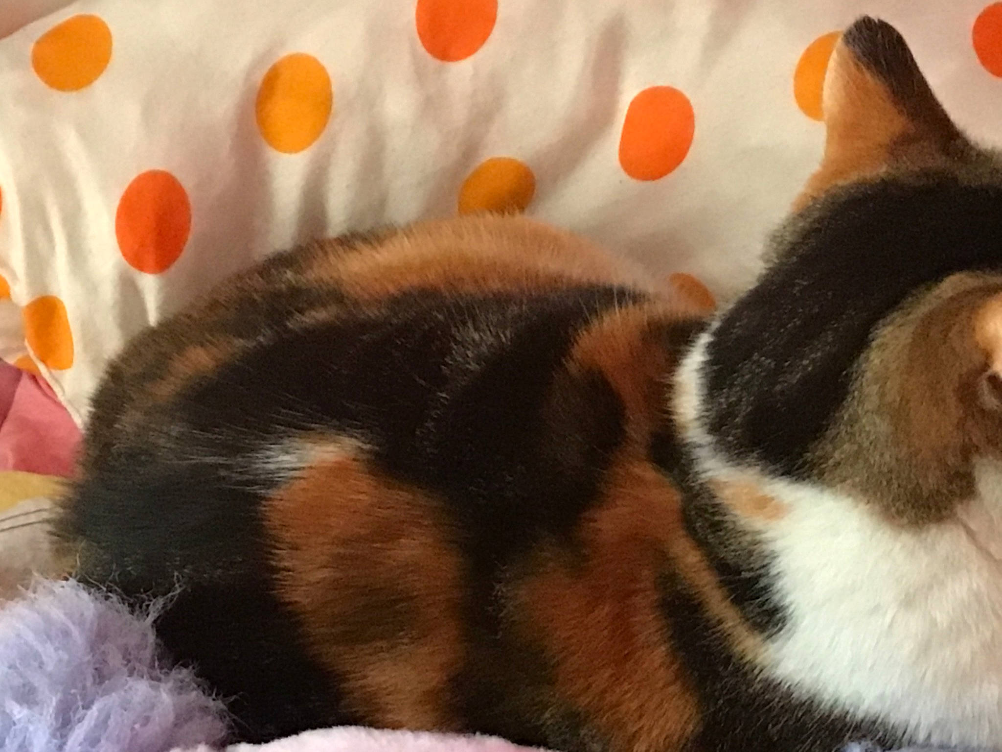 Baoba participe au concours pour gagner de l'argent avec cette photo : brown, carnivore, cat, comfort, domestic_short_haired_cat, ear, fawn, felidae, fur, mammal, nap, orange, paw, small_to_medium_sized_cats, snout, tail, terrestrial_animal, textile, vertebrate, whiskers