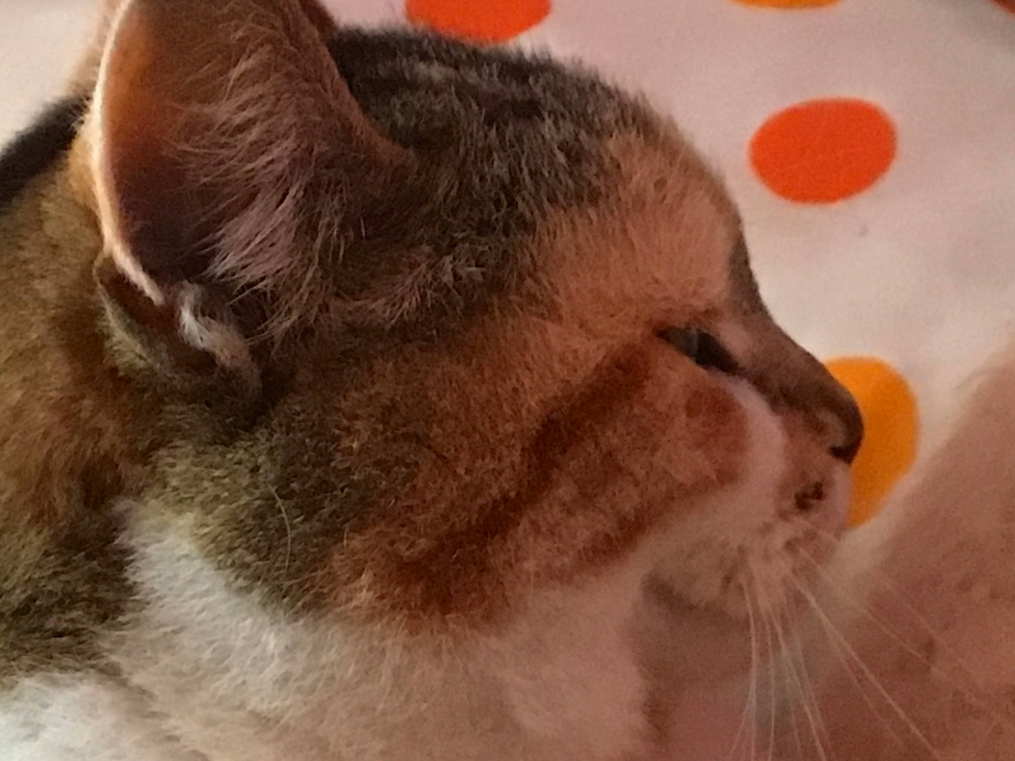 Baoba participe au concours pour gagner de l'argent avec cette photo : carnivore, cat, claw, comfort, domestic_short_haired_cat, ear, eye, fawn, felidae, fur, head, nap, paw, small_to_medium_sized_cats, snout, tail, terrestrial_animal, whiskers, wildlife, window