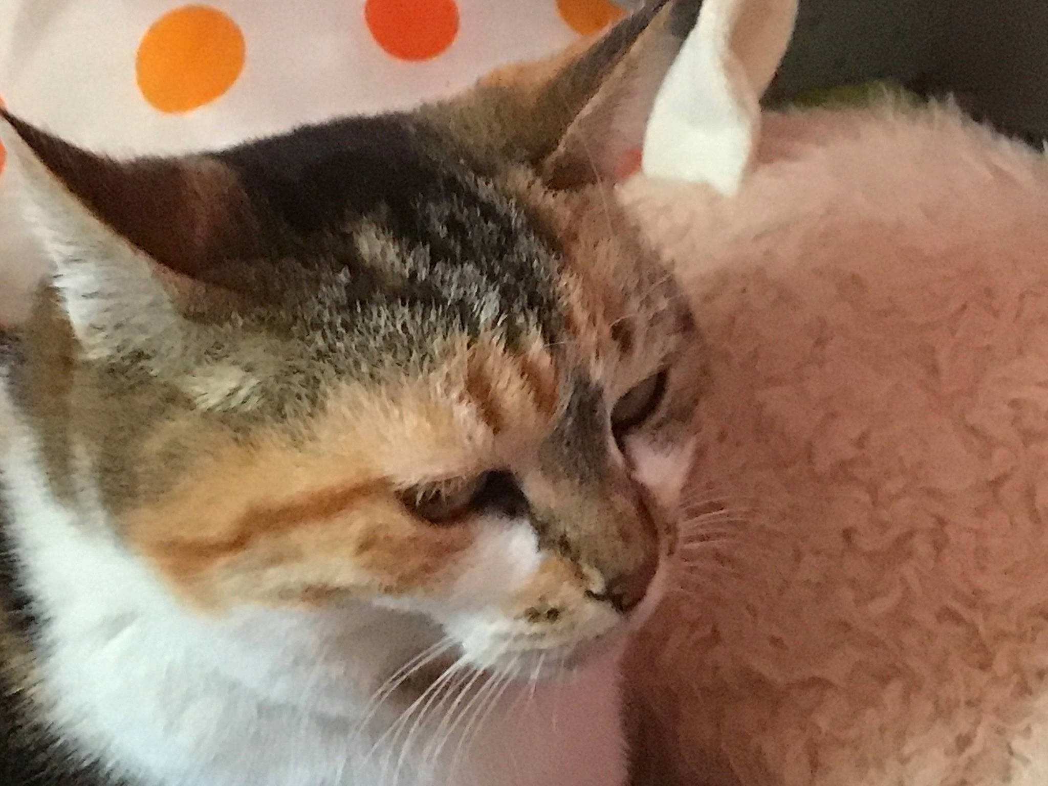 Baoba a rejoint le concours — aidez-le/la à gagner de superbes lots ! carnivore, cat, claw, comfort, domestic_short_haired_cat, ear, felidae, fur, nap, paw, small_to_medium_sized_cats, snout, whiskers, window