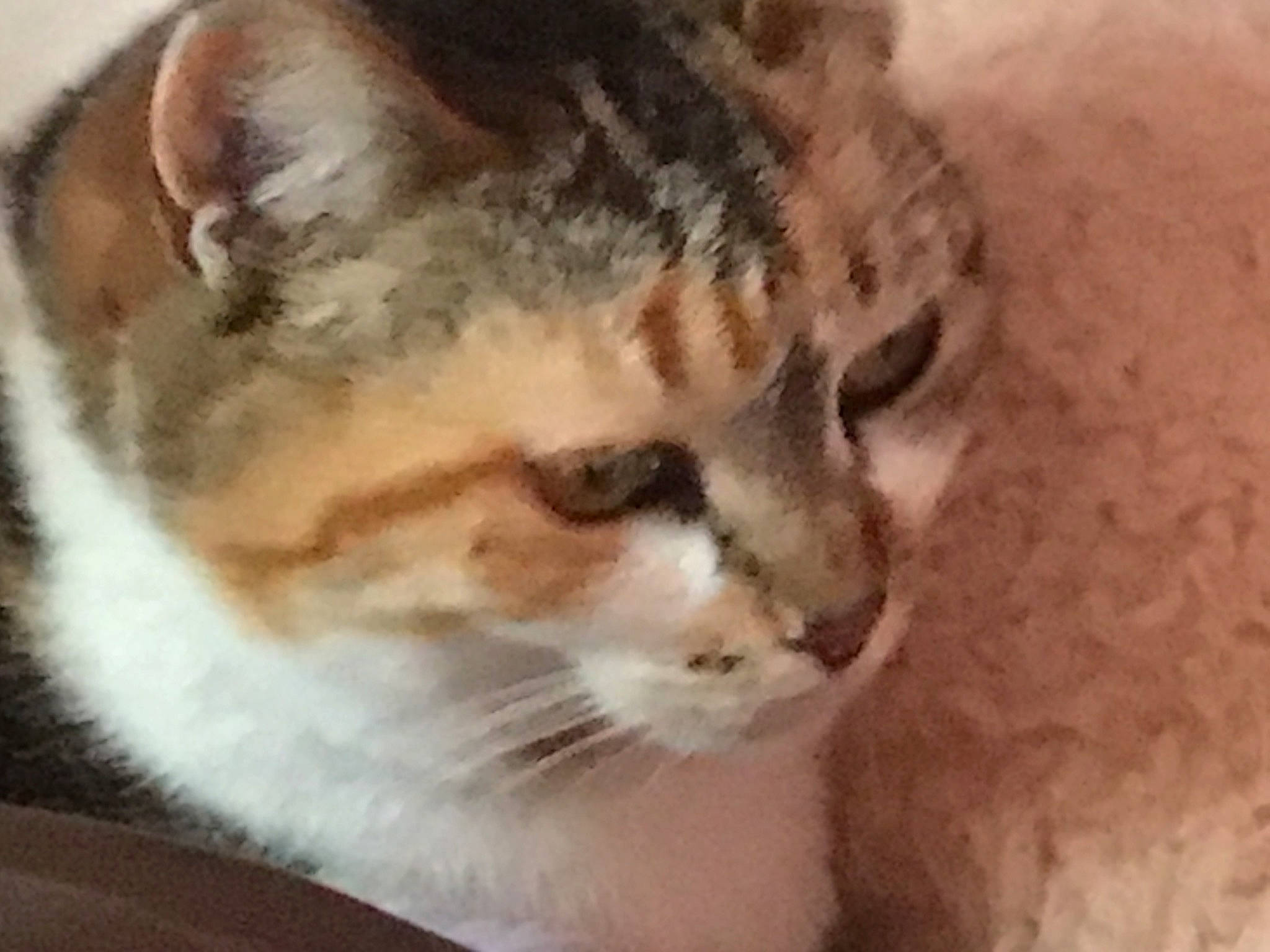 Baoba participe au concours pour gagner de l'argent avec cette photo : carnivore, cat, domestic_short_haired_cat, eye, felidae, fur, paw, small_to_medium_sized_cats, snout, tail, terrestrial_animal, whiskers, window