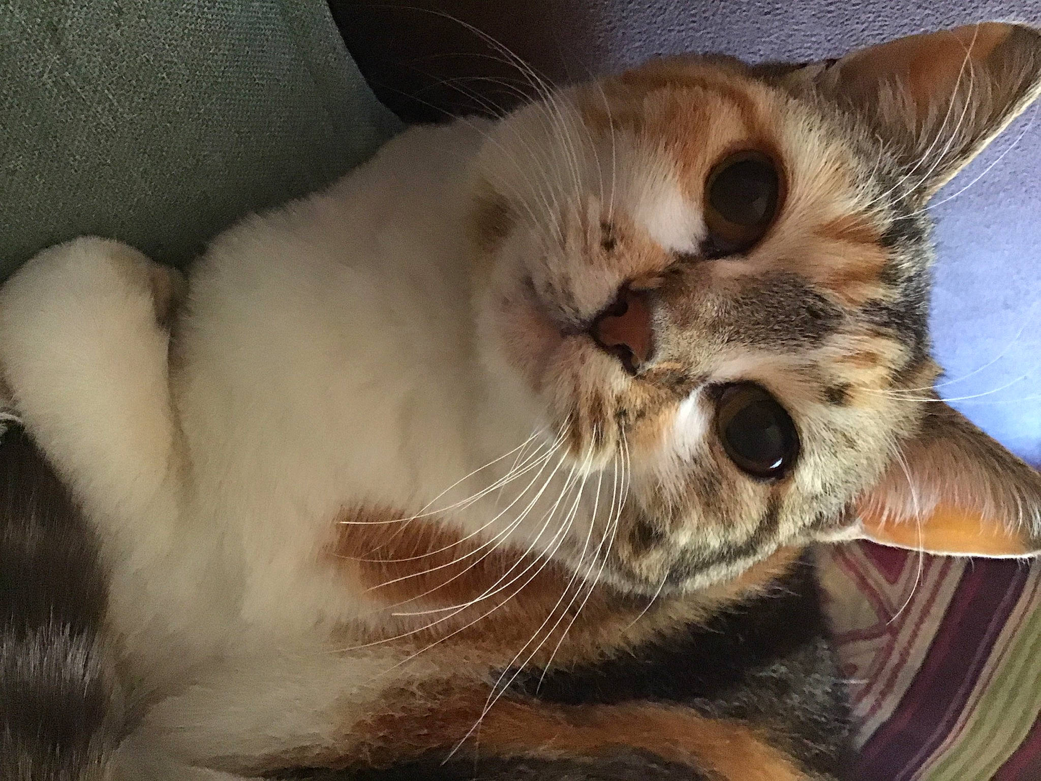 Baoba participe au concours pour gagner de l'argent avec cette photo : carnivore, cat, cat_bed, cat_supply, claw, comfort, domestic_short_haired_cat, ear, fawn, felidae, fur, nap, paw, photo_caption, sleep, small_to_medium_sized_cats, snout, tail, whiskers