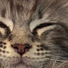 Aiko a rejoint le concours — aidez-le/la à gagner de superbes lots ! animal, cat, close_up, cute, digital_clock_overlay, domestic_cat, face, fur, furry, indoor, kitten, nose, paw, pet, portrait, resting, sleeping, soft, whiskers, young