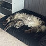 black_cushion, cat, claws, comfortable, cozy, feline, floor, fluffy, fur, home, indoor, paws, pet, relaxed, resting, sleeping, storage_unit, stretching, tabby, whiskers