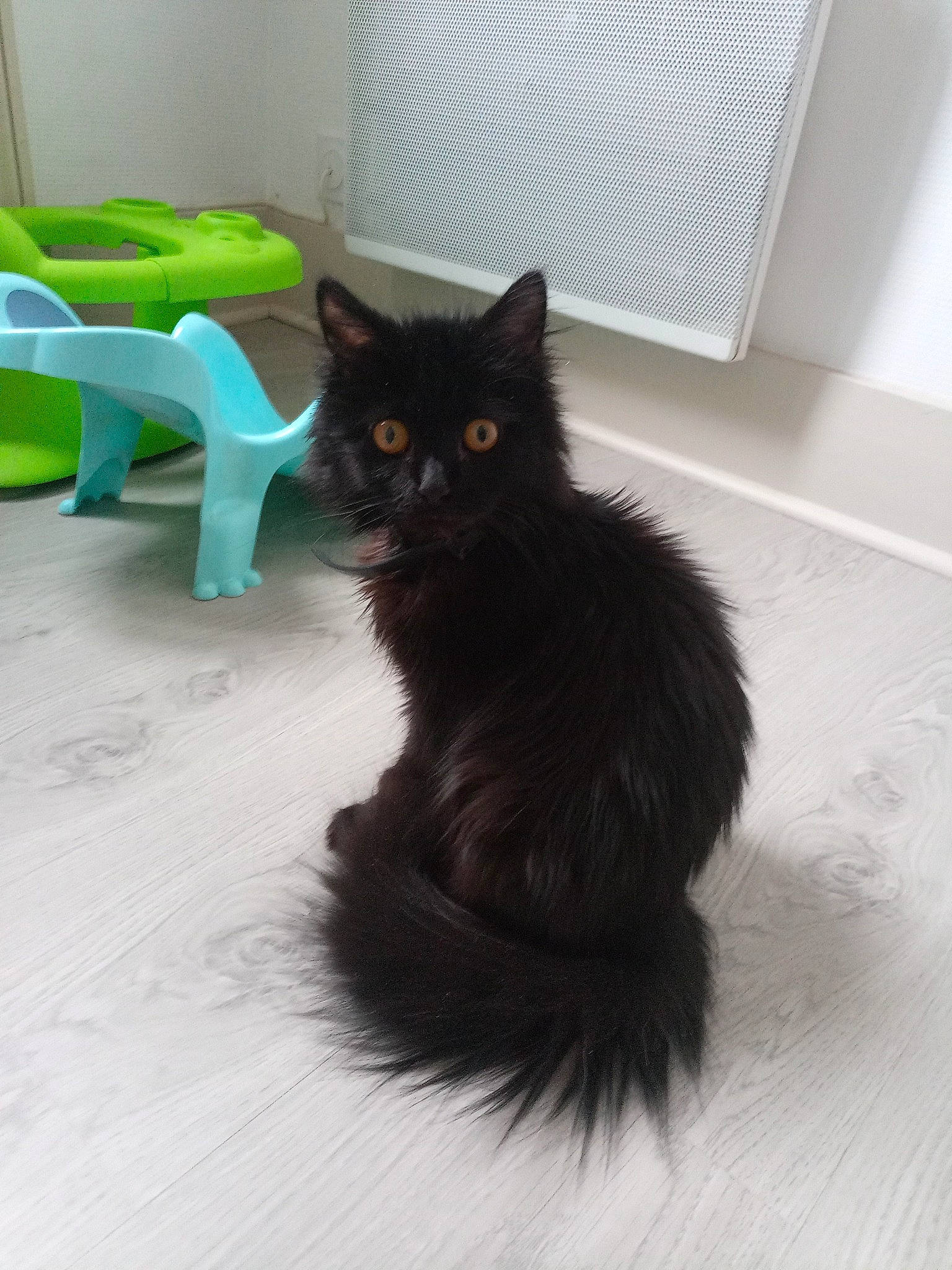 Sweety participe au concours pour gagner de l'argent avec cette photo : bombay, carnivore, cat, chair, claw, comfort, domestic_short_haired_cat, felidae, floor, flooring, fur, grey, hardwood, paw, room, small_to_medium_sized_cats, tail, whiskers, window, wood