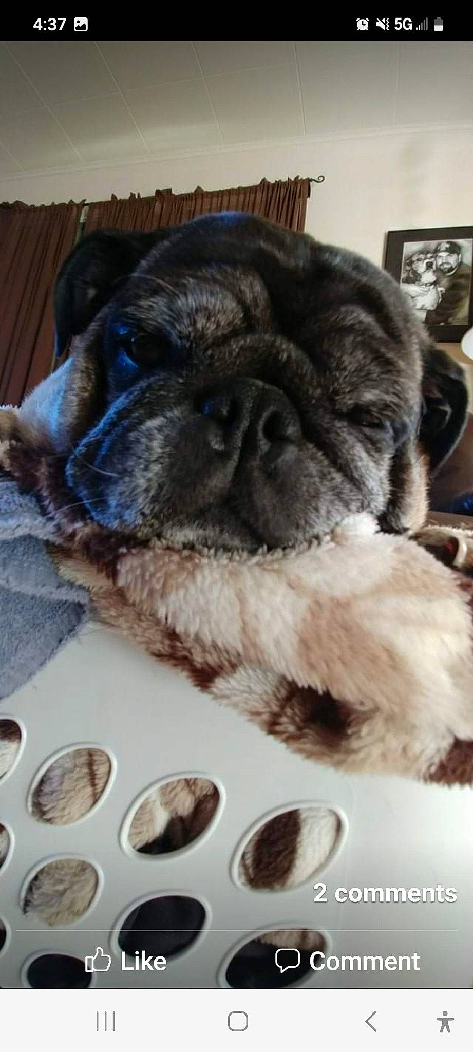 Charles is registered to the contest to win money with this photo: carnivore, comfort, companion_dog, dog, dog_breed, fawn, fur, liver, non_sporting_group, paw, picture_frame, pug, snout, sporting_group, tableware, terrestrial_animal, toy_dog, whiskers, working_animal, wrinkle