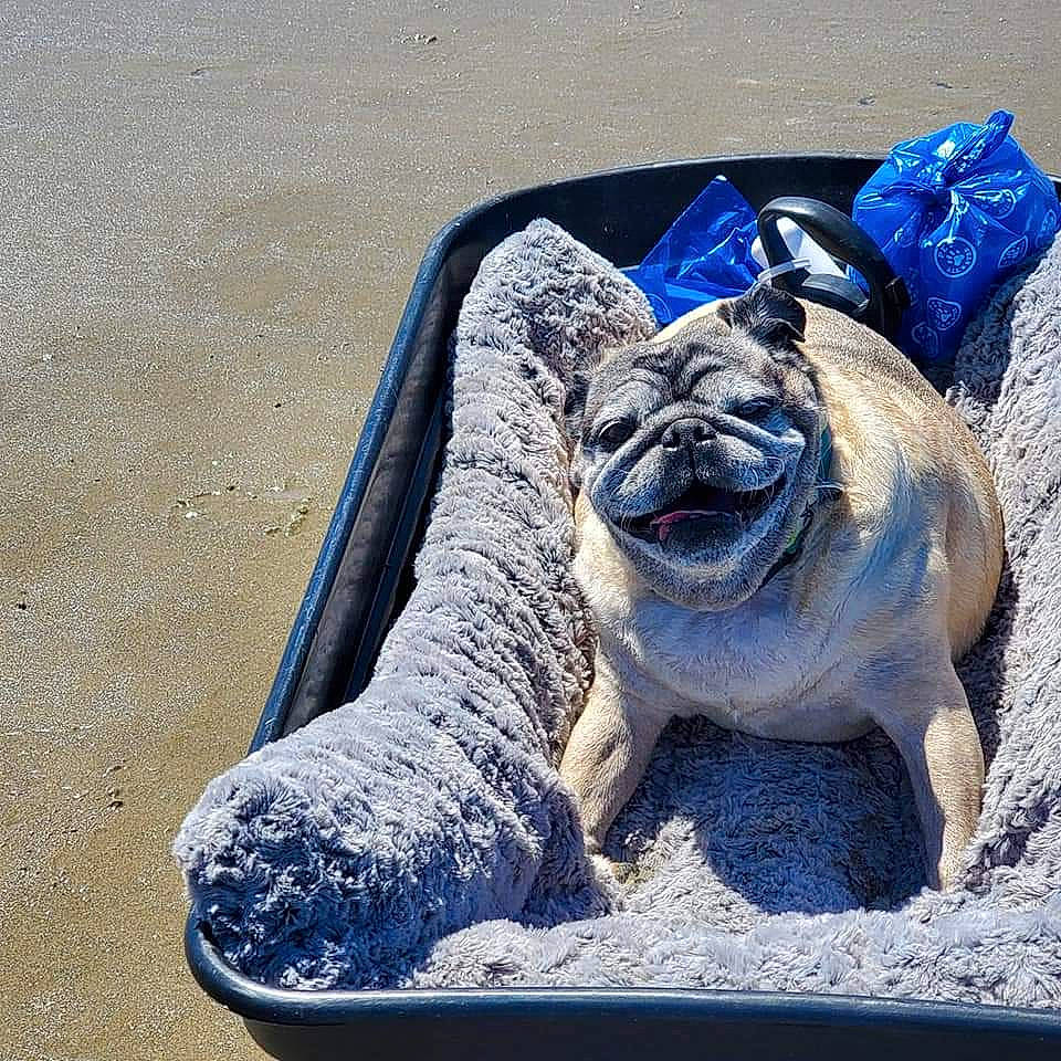 Charles is registered to the contest to win money with this photo: art, automotive_tire, automotive_wheel_system, electric_blue, eye, fang, font, fur, head, jaw, landscape, marine_mammal, metal, monument, sculpture, seal, snout, statue, terrestrial_animal, wildlife