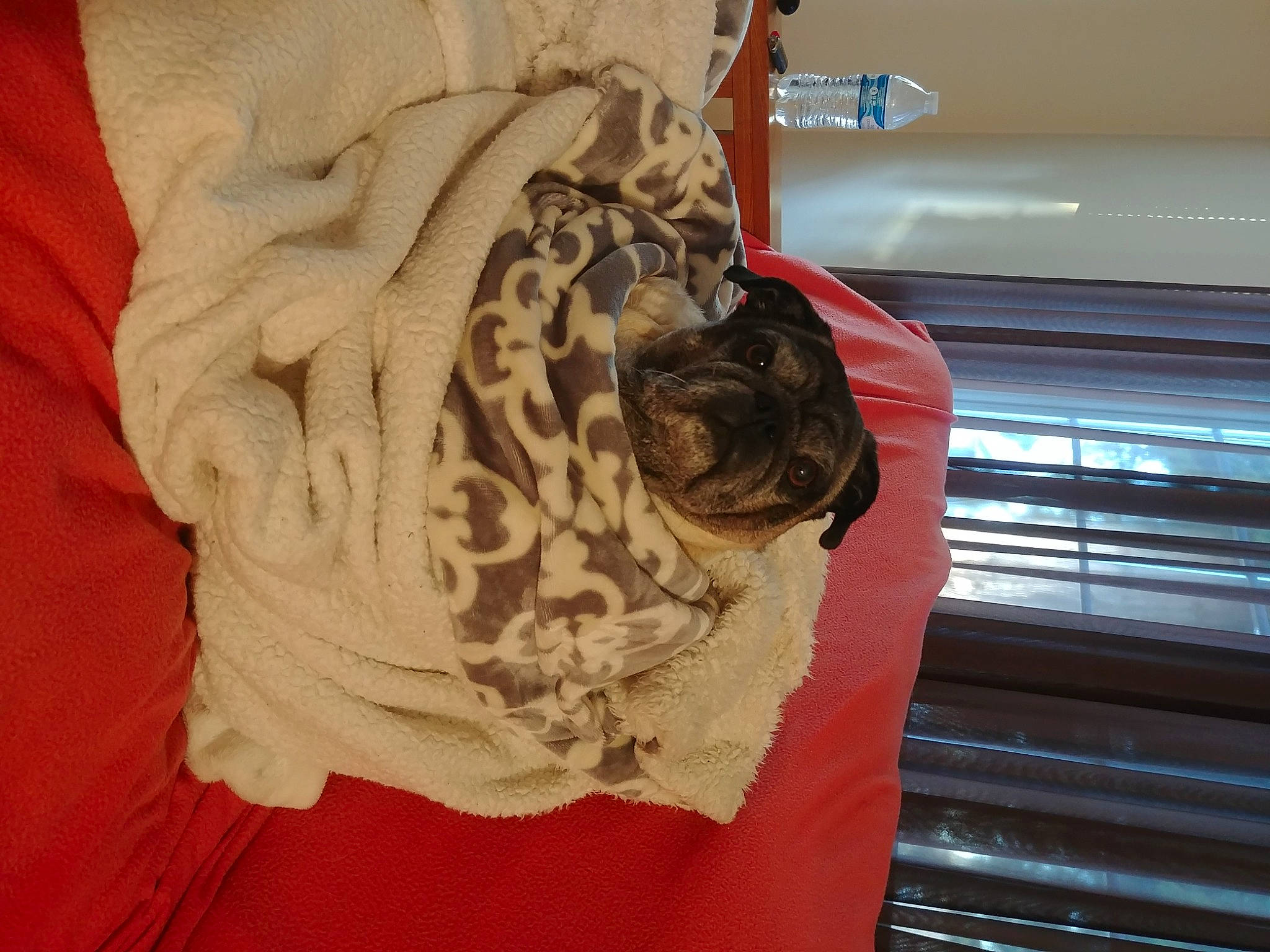 Charles joined the competition — help win amazing prizes! comfort, companion_dog, couch, dog, fawn, felidae, fur, linens, pattern, peach, room, sleeve, sporting_group, stairs, thread, tree, visual_arts, wood, wool